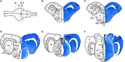 Sexually Dimorphic Patterns of Cell Proliferation in the Brain Are Linked to Seasonal Life-History Transitions in Red-Sided Garter Snakes